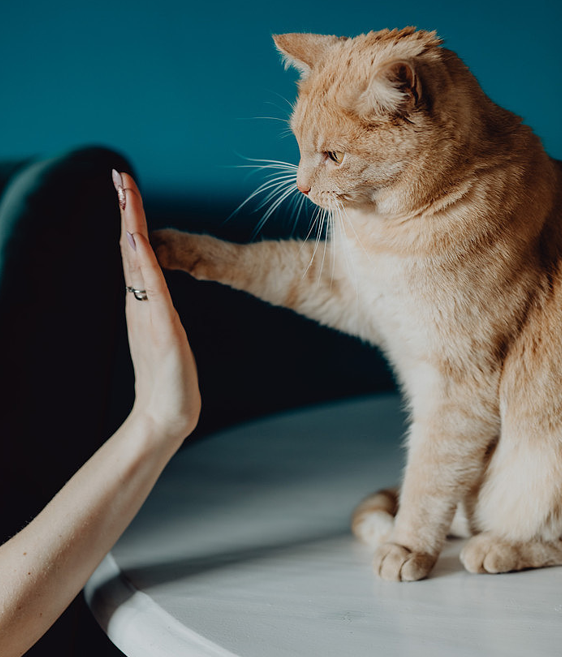 Grade 9 Creating & Performing Study