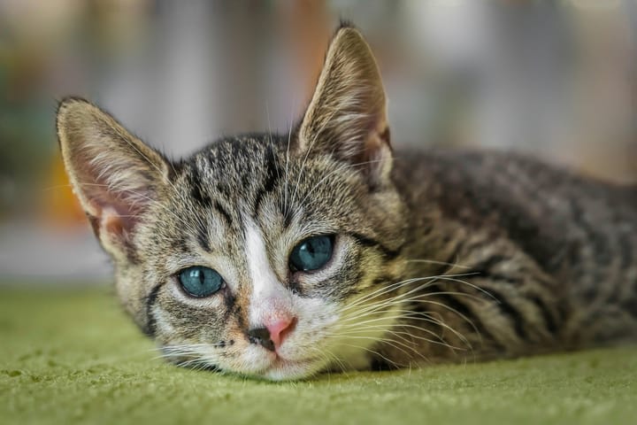 🐾 Protecting Singapore’s Community Cats