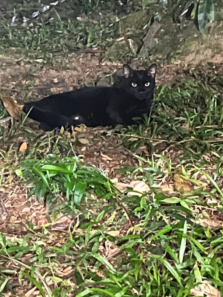 My Story with Little Black