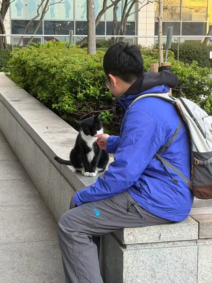 London Kitties